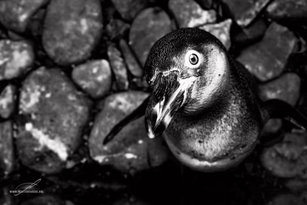Intimní černobílý portrét tučňáka na kamenech, zvýrazňující strukturu a oči, autor Martin Lukač, pražský fotograf, www.martinlukac.eu