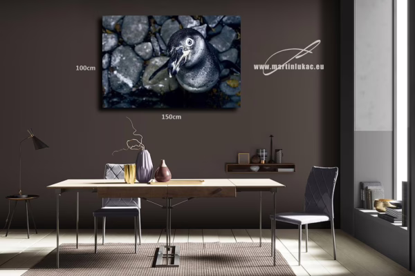 Výrazná fotografie tučňáka jako moderní přírodní motiv pro interiér, k prodeji v našem eshopu, autor Martin Lukač, pražský fotograf, www.martinlukac.eu