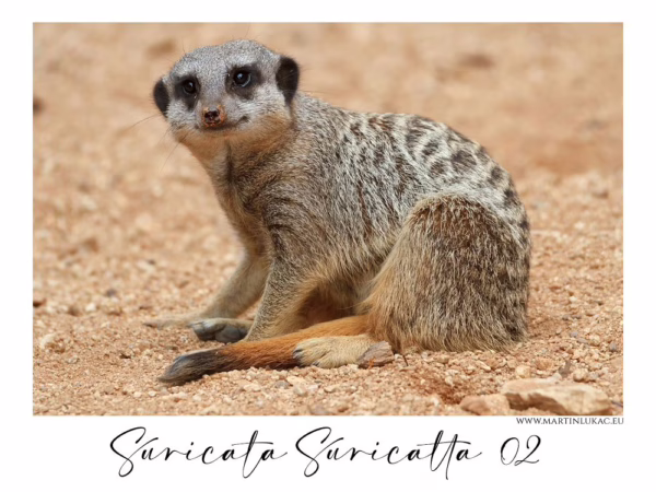 Surikata v sedu na písku, s klidným pohledem a typickým zbarvením srsti, autor Martin Lukač, pražský fotograf, www.martinlukac.eu