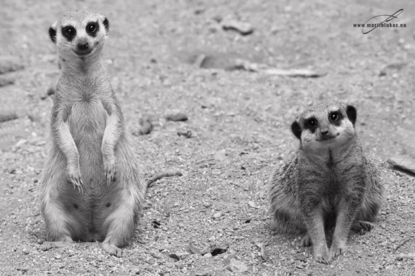 Surikaty ve dvojici na africké půdě v černobílém podání s důrazem na postoj a strukturu, autor Martin Lukač, pražský fotograf, www.martinlukac.eu