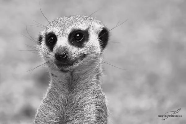Portrét surikaty s kontrastní kresbou srsti a tichou atmosférou v černobílé verzi, autor Martin Lukač, pražský fotograf, www.martinlukac.eu