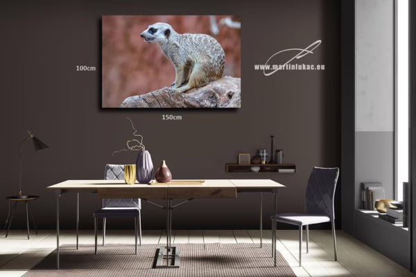 Estetická fotografie surikaty jako harmonický přírodní motiv pro interiér, k prodeji v našem eshopu, autor Martin Lukač, pražský fotograf, www.martinlukac.eu