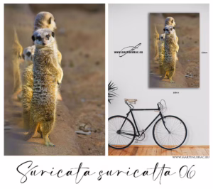 Výrazná kompozice surikat jako dekorativní motiv přírodní soudržnosti, k prodeji v našem eshopu, autor Martin Lukač, pražský fotograf, www.martinlukac.eu