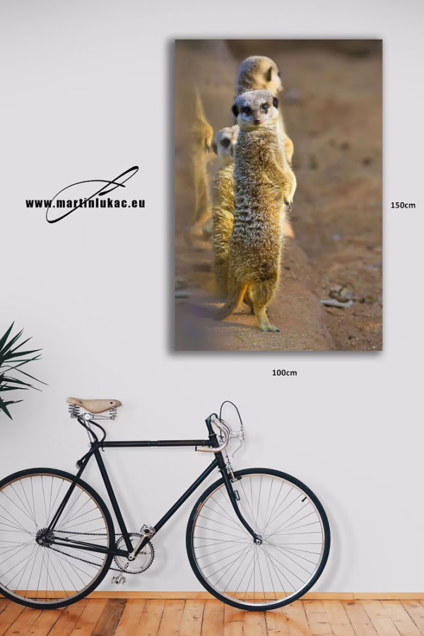 Výrazná kompozice surikat jako dekorativní motiv přírodní soudržnosti, k prodeji v našem eshopu, autor Martin Lukač, pražský fotograf, www.martinlukac.eu