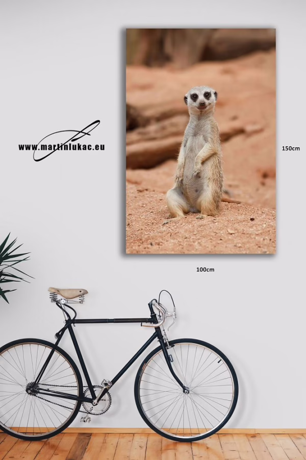 Obraz surikaty jako ladný symbol bdělosti v přírodním prostředí, k prodeji v našem eshopu, autor Martin Lukač, pražský fotograf, www.martinlukac.eu