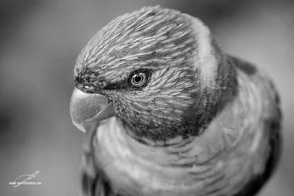 Jemně nasvícený pohled na loriho s ostrým detailem v černobílé verzi, autor Martin Lukač, pražský fotograf, www.martinlukac.eu