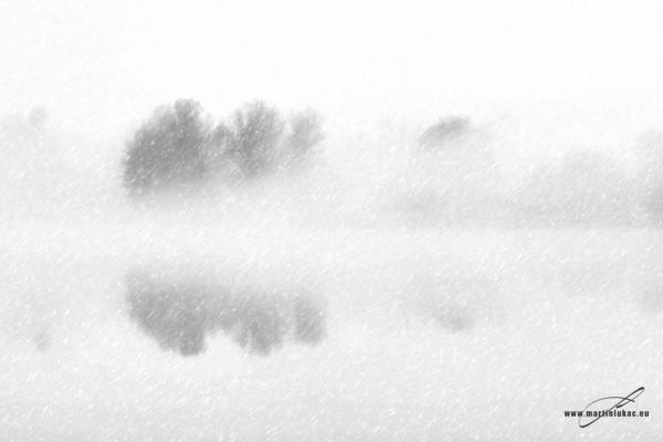 Trojská probouzení – Mlžné ráno u řeky v Troji se stromy odrážejícími se na klidné hladině, černobílá fotografie, autor Martin Lukač, snow