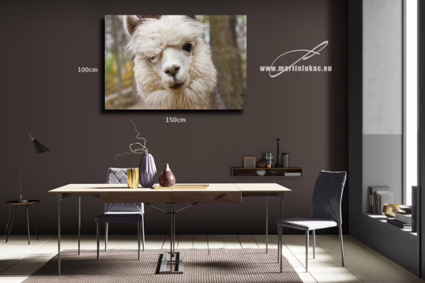 Obraz alpaky jako něžný a estetický motiv přírodní klidnosti, k prodeji v našem eshopu, autor Martin Lukač, pražský fotograf, www.martinlukac.eu