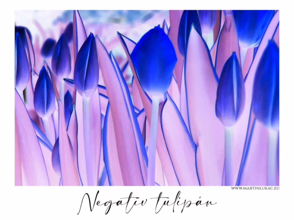 Tulipány v negativním barevném zpracování s modrofialovým nádechem, autor Martin Lukač, pražský fotograf, www.martinlukac.eu