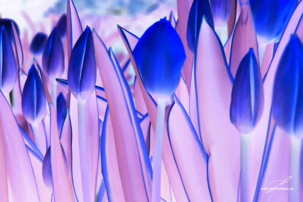 Pole tulipánů přetvořené do snové barevnosti, s efektem inverze a futuristickým dojmem, autor Martin Lukač, pražský fotograf, www.martinlukac.eu