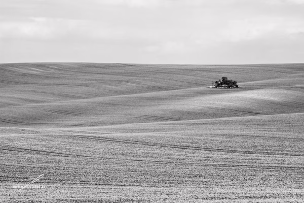 Mírně zvlněná pole na Pálavě s poetickým stavením pod modrým nebem, autor Martin Lukač, pražský fotograf, www.martinlukac.eu, černobílá verze