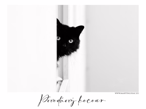 Černobílá fotografie černého kocoura, který nakukuje zpoza rohu, dobách povodní, autor Martin Lukač, pražský fotograf, www.martinlukac.eu