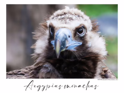 Majestátní portrét supa bělohlavého... Portrét supa bělohlavého se silným zobákem a pronikavým pohledem, autor Martin Lukač, pražský fotograf, www.martinlukac.eu