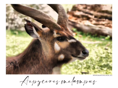 Působivý portrét africké impaly... Klidný portrét impaly s výraznými rohy a jemnými tóny srsti, autor Martin Lukač, pražský fotograf, www.martinlukac.eu