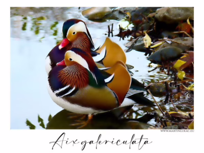 Portrét kachny mandarínské v plné kráse... Detailní pohled na kachnu mandarínskou s nádherným zbarvením a klidným výrazem, autor Martin Lukač, pražský fotograf, www.martinlukac.eu