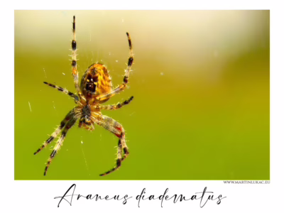Pavouk křižák v dokonalé souhře s přírodou... Detailní pohled na křižáka s typickým křížem na zadečku a jemnou strukturou pavučiny, autor Martin Lukač, pražský fotograf, www.martinlukac.eu