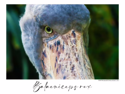 Tichý portrét člunozobce v soustředěném postoji... Člunozobec africký se skloněnou hlavou v klidné pozici a výraznými rysy, autor Martin Lukač, pražský fotograf, www.martinlukac.eu