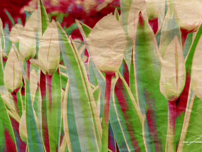 Tulipánové ticho na pomezí květu a struktury... Bílé tulipány v barevném poli s papírovým efektem a strukturou, autor Martin Lukač, pražský fotograf, www.martinlukac.eu