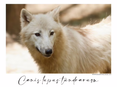 Tundrový vlk ve chvíli tiché pozornosti... Portrét tundrového vlka s klidným pohledem a hustou srstí, autor Martin Lukač, pražský fotograf, www.martinlukac.eu