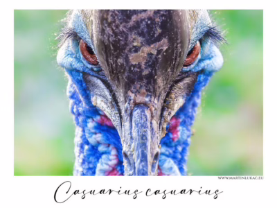 Pronikavý pohled kasuára v barevné symfonii... Výrazný pohled kasuára přímým záběrem s výraznou strukturou a barvami, autor Martin Lukač, pražský fotograf, www.martinlukac.eu