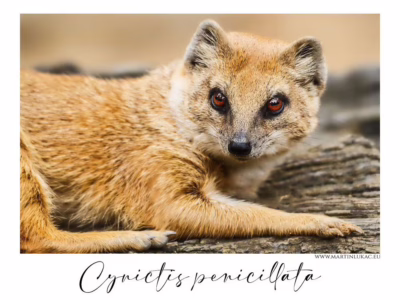 Soustředěný pohled malé šelmy v klidu dne... Detailní portrét surikaty žlutočerné s hlubokým pohledem a jemným světlem, autor Martin Lukač, pražský fotograf, www.martinlukac.eu