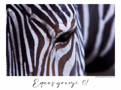 Zebra Grévyho – pohled skrze pruhy... Detail oka zebry Grévyho s kontrastní kresbou černobílých pruhů, autor Martin Lukač, pražský fotograf, www.martinlukac.eu