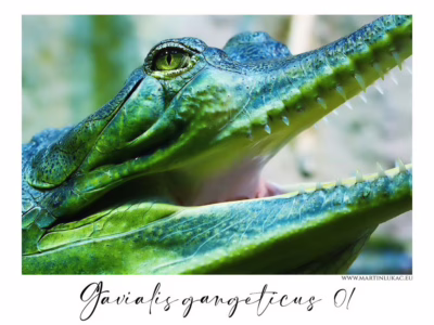 Gaviál indický v okamžiku napětí... Detailní pohled na gaviála s otevřenou tlamou a výrazným okem, autor Martin Lukač, pražský fotograf, www.martinlukac.eu