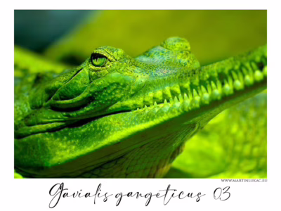 Zářivý portrét gaviála v okamžiku klidu... Detail gaviála s polootevřenou tlamou, zářivým zbarvením a klidným pohledem, autor Martin Lukač, pražský fotograf, www.martinlukac.eu