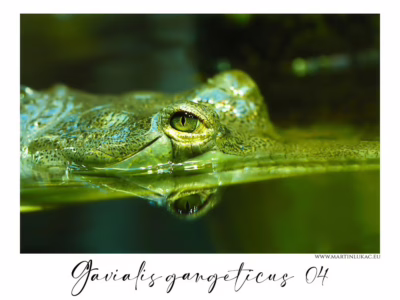 Oko gaviála ve světě nad i pod hladinou... Gaviál sledující svět těsně pod hladinou s jasným okem a zrcadlením, autor Martin Lukač, pražský fotograf, www.martinlukac.eu