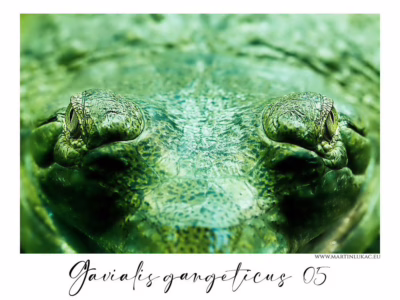 Gaviál jako socha ticha a síly... Detail očí gaviála indického s texturou šupin a podmanivým pohledem, autor Martin Lukač, pražský fotograf, www.martinlukac.eu