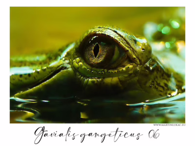 Oko gaviála – klid, ostražitost a pradávný instinkt... Extrémní detail oka gaviála sledujícího svět těsně nad hladinou, autor Martin Lukač, pražský fotograf, www.martinlukac.eu