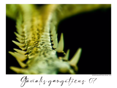 Zuby gaviála jako tichý motiv přírodní geometrie... Detail zubů gaviála v rozostřeném pohledu s temným pozadím, autor Martin Lukač, pražský fotograf, www.martinlukac.eu