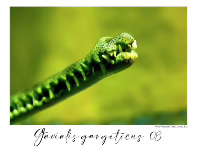 Špička čelisti jako socha přírodní dokonalosti... Detail špičky čelisti gaviála s ostrými zuby a jemnou strukturou kůže, autor Martin Lukač, pražský fotograf, www.martinlukac.eu