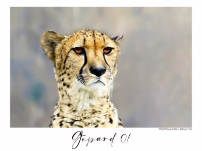 Gepard v tichém pozorování... Portrét geparda s klidným pohledem a jemnou strukturou srsti, autor Martin Lukač, pražský fotograf, www.martinlukac.eu