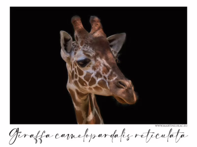Žirafa síťovaná ve světle a tichu... Portrét žirafy síťované s jemným výrazem a kontrastním pozadím, autor Martin Lukač, pražský fotograf, www.martinlukac.eu