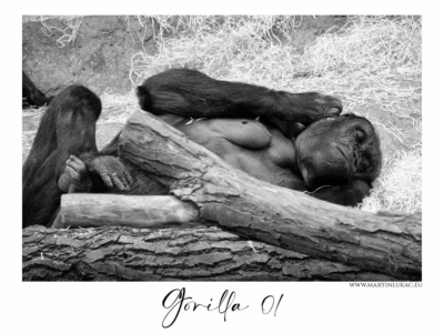 Gorila ve spánku – klid bez hranic... Odpočívající gorila v černobílém snímku s klidným výrazem, autor Martin Lukač, pražský fotograf, www.martinlukac.eu