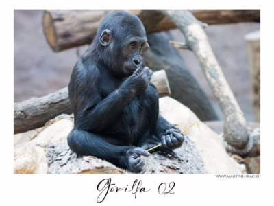 Mládě gorily ve chvíli tichého zkoumání... Mládě gorily držící větvičku a pozorující ji s klidným výrazem, autor Martin Lukač, pražský fotograf, www.martinlukac.eu