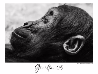 Gorila ve spánku – portrét ticha... Detailní černobílý portrét spící gorily s jemnými vráskami a klidem, autor Martin Lukač, pražský fotograf, www.martinlukac.eu