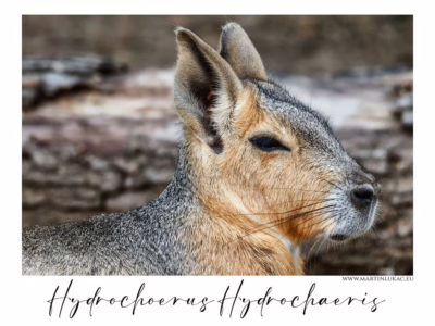 Kapybara v klidném vnímání okolního světa... Portrét kapybary v tichém profilu s jemným světlem na srsti, autor Martin Lukač, pražský fotograf, www.martinlukac.eu