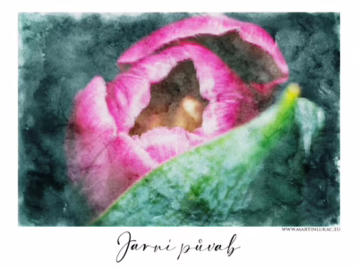 Růžový květ v tichém probouzení... Jemný růžový květ v zeleném listu, zachycený v poetickém výtvarném stylu, autor Martin Lukač, pražský fotograf, www.martinlukac.eu