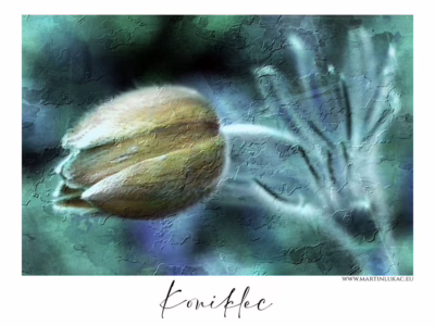 Tichý příslib jara ve stínu chladu... Zachycený moment zrození jarního květu v modrozeleném oparu, autor Martin Lukač, pražský fotograf, www.martinlukac.eu