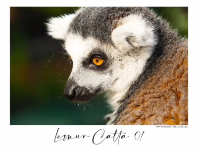 Lemur kata – pohled, který nelze přehlédnout... Portrét lemura kata s pronikavým oranžovým okem a jemnou kresbou srsti, autor Martin Lukač, pražský fotograf, www.martinlukac.eu