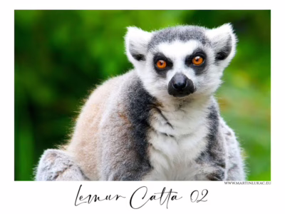Lemur ve světle bdělosti... Lemur kata s upřeným pohledem a výraznými oranžovými očima, autor Martin Lukač, pražský fotograf, www.martinlukac.eu