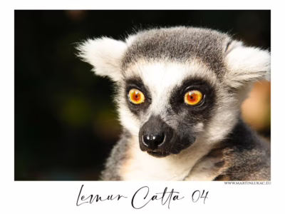 Lemur ve světle okamžiku... Lemur kata s intenzivním pohledem a zářícíma očima ve světle, autor Martin Lukač, pražský fotograf, www.martinlukac.eu