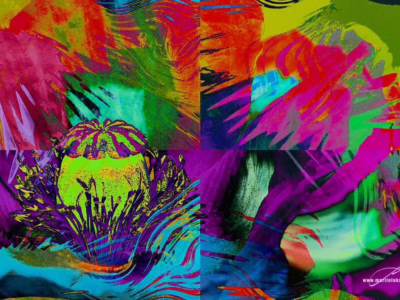 Mák jako výbuch barev a energie... Barevné pole abstrakce s dominantní makovicí a uměleckým přesahem, autor Martin Lukač, pražský fotograf, www.martinlukac.eu