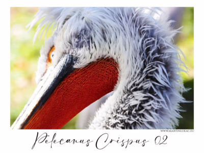 Křivka ticha – pelikán v pohybu... Umělecký detail pelikána kadeřavého s ostrou kresbou peří a červeného váčku, autor Martin Lukač, pražský fotograf, www.martinlukac.eu