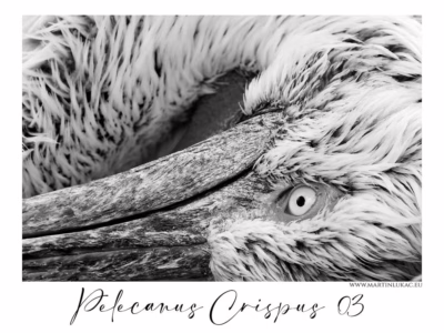 Čistý grafický portrét pelikána – síla v tichu... Černobílý portrét pelikána kadeřavého s detailem oka a strukturovaným zobákem, autor Martin Lukač, pražský fotograf, www.martinlukac.eu