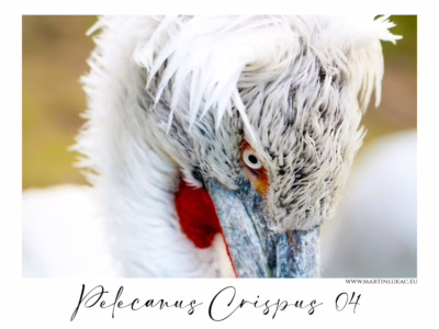 Ostrý pohled – pelikán tváří v tvář... Pelikán kadeřavý v ostrém pohledu s detailním záběrem na oko a zobák, autor Martin Lukač, pražský fotograf, www.martinlukac.eu