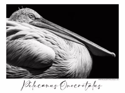 Bílý pelikán v soše světla... Černobílý portrét pelikána bílého v klidné poloze se zavřeným tělem, autor Martin Lukač, pražský fotograf, www.martinlukac.eu