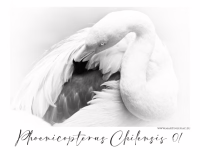 Plameňák v oblacích světla... Jemný černobílý portrét plameňáka chilského s elegantně zakrouceným krkem, autor Martin Lukač, pražský fotograf, www.martinlukac.eu